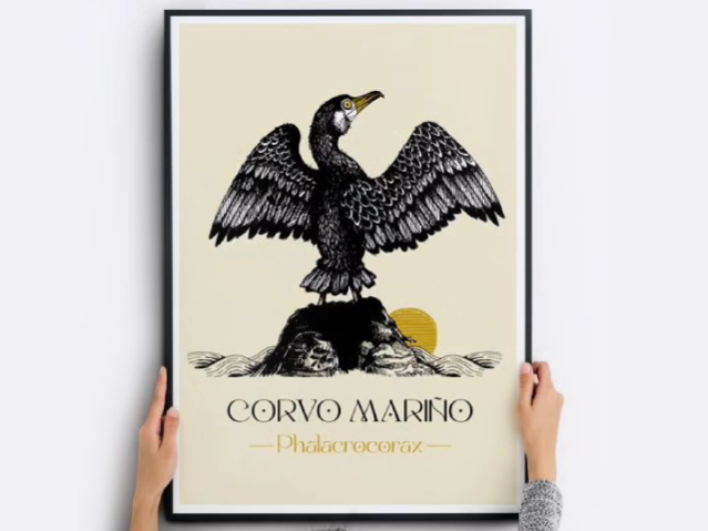 corvo mariño